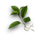 Apple sprout.png