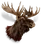 Big moose head