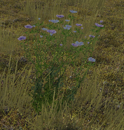 Wild Flax