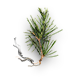 Pine sprout.png