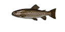 Trout.png