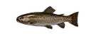 Trout