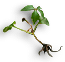 Wild Wine Sprout.png