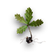 Oak sprout.png