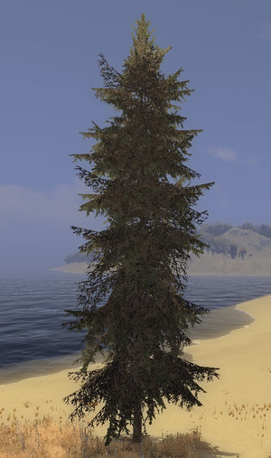 Spruce tree.png