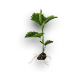 Mulberry sprout.png
