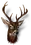 Big deer head