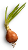 Onion l.png
