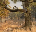 Oak Tree (close-up)