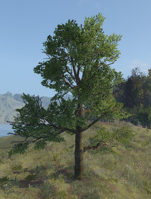Oak tree