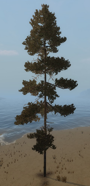 Pine tree