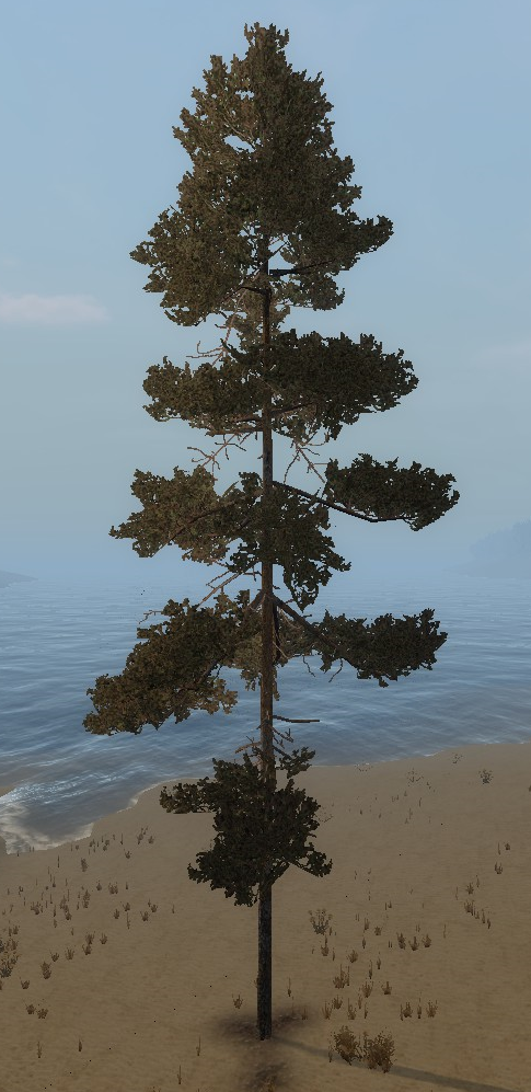 Pine tree.png