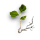 Birch sprout.png