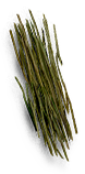 Flax stem.png