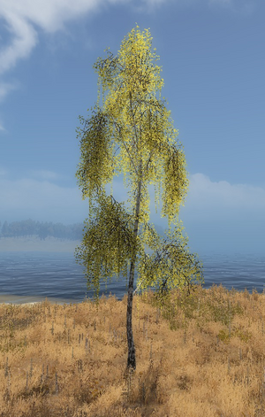 Birch tree