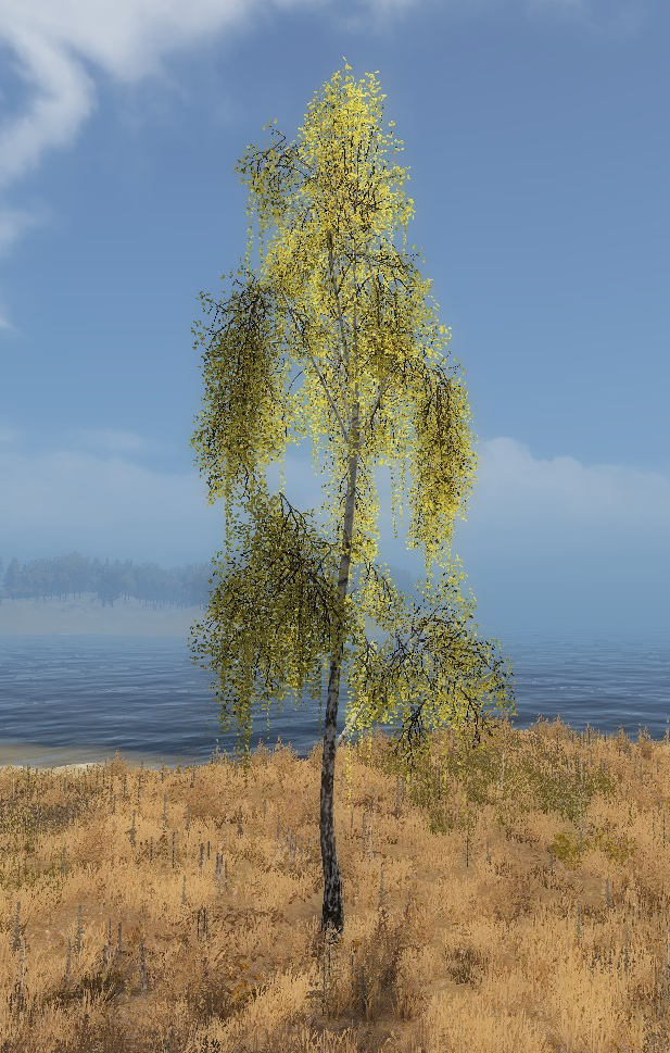 Birch tree.png