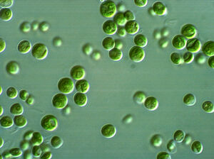 Chlorella