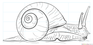 The Snail.png