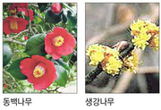 Camellia and spicebush