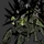 Crab-8071 portrait