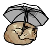 Sunshower Gift