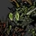 Crab-8073 portrait