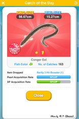 Conger Eel