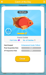 Parrot Cichlid