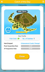 Sea Turtle