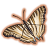 African Map Butterfly