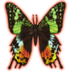 Sunset Moth