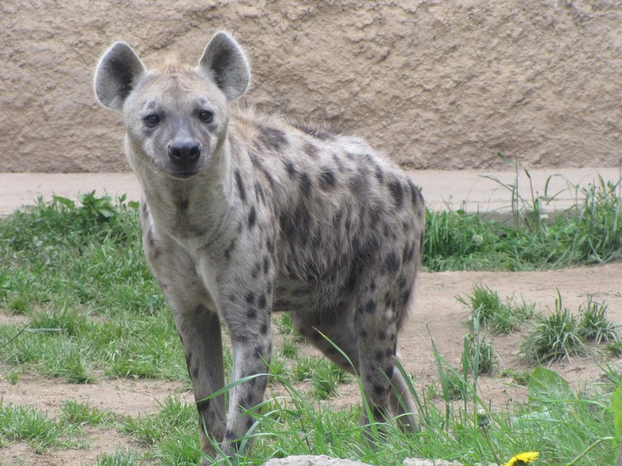 spotted hyena lion