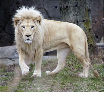 White Lion