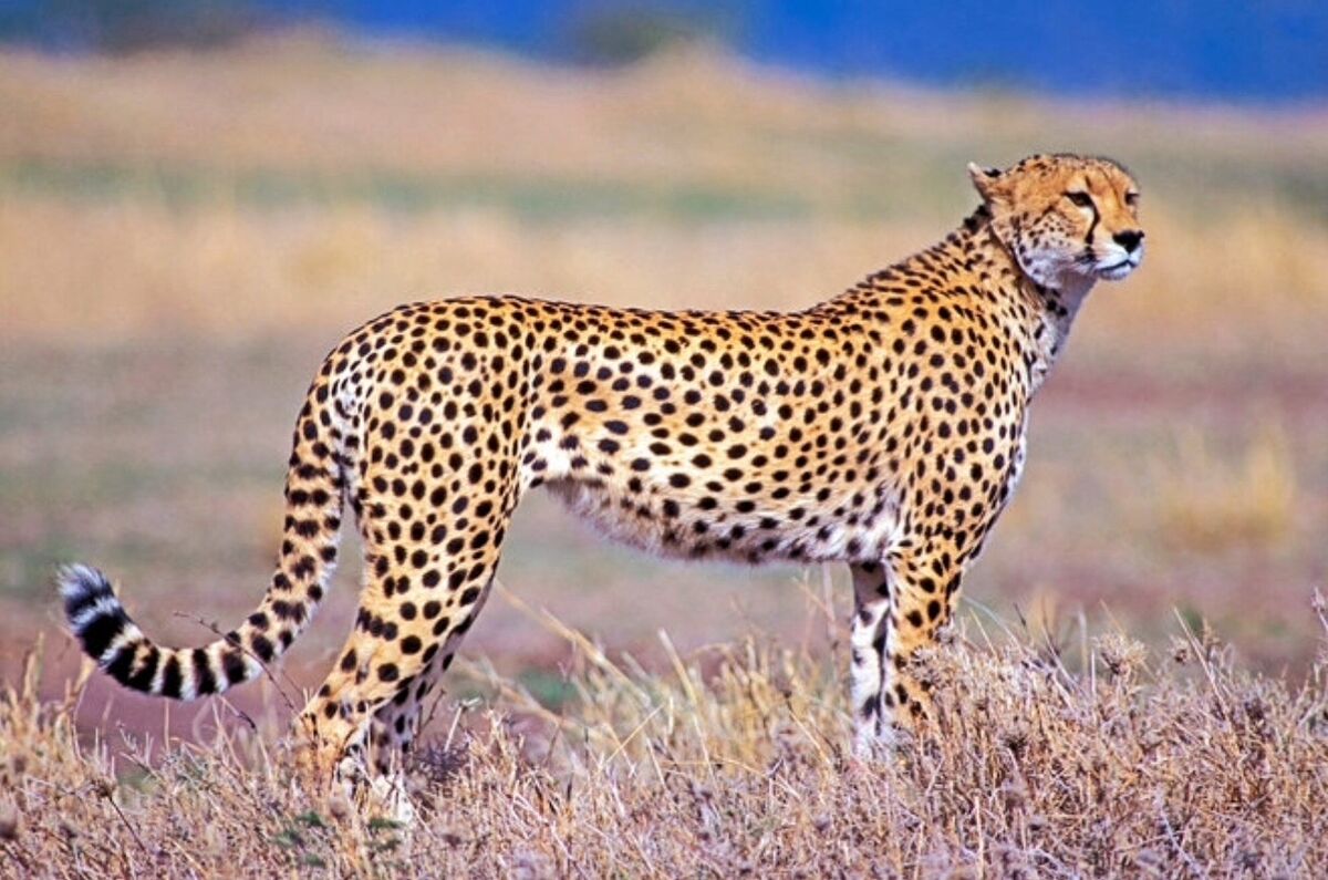 Cheetahs | Lion King/Lion Guard Wikia | Fandom