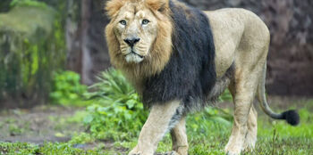 Asiastic Lion