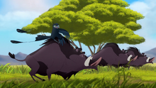 The-call-of-the-drongo-hd (162).png