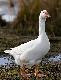 Real Life (Domestic goose)