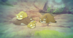 Four hyraxes doze