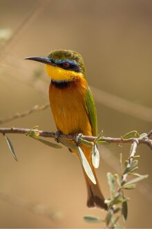 Little Bee-eater