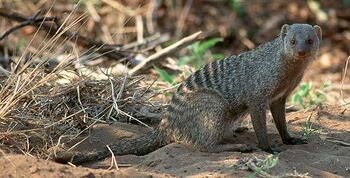 Real Life (Banded Mongoose)