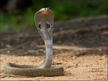 Egyptian cobra - Wikipedia