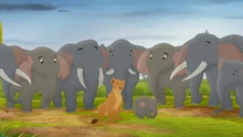 The herd mourns Aminifu