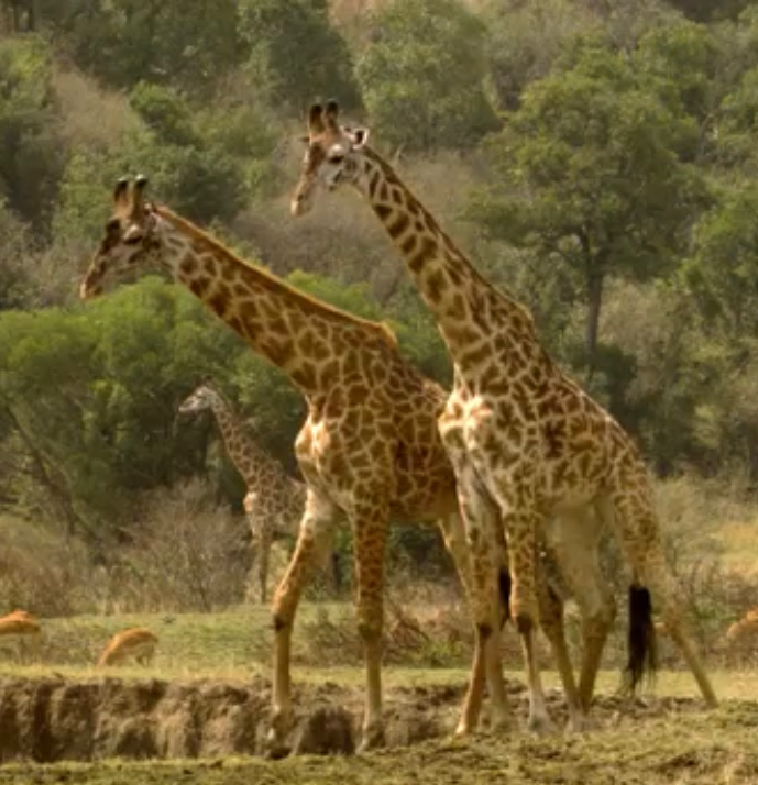 giraffes kicking lions head off