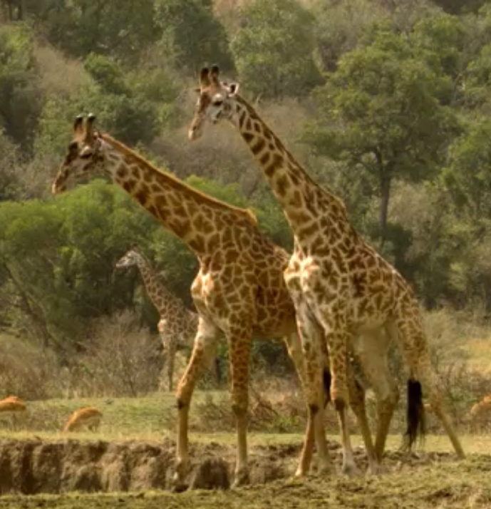 giraffes fighting lions