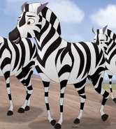 Male Zebra