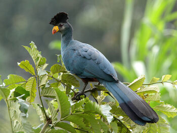Real Life (Great blue turaco)