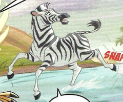 Male Zebra 2