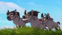 The hyenas run back