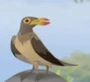 Male Tickbird