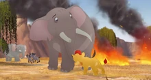 Saving the herd